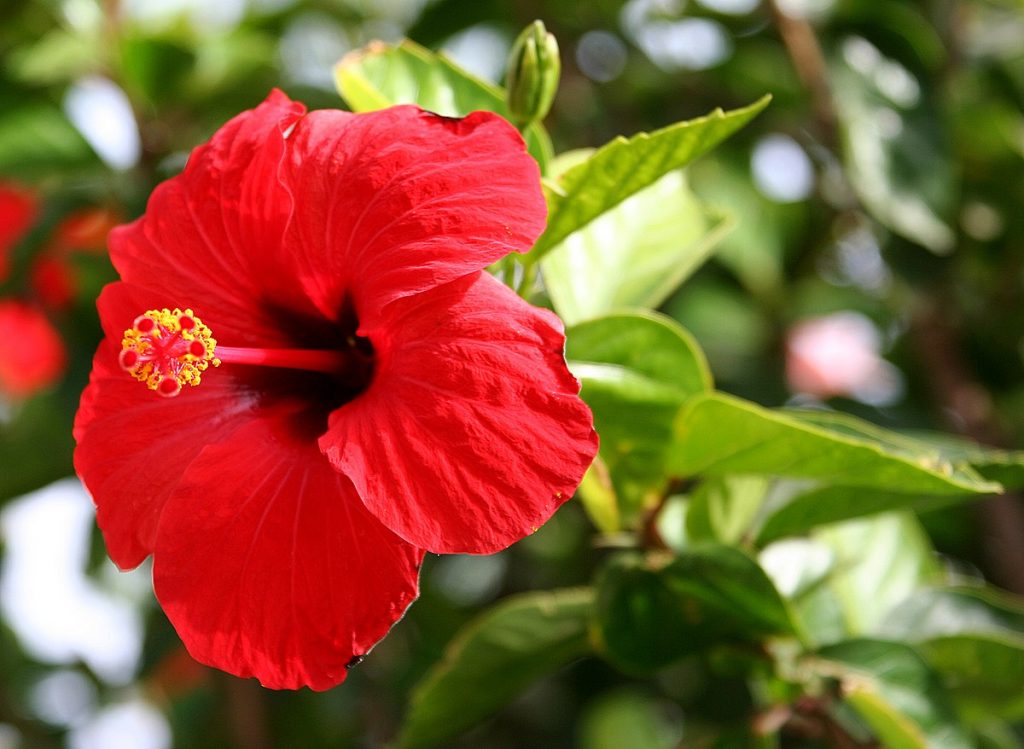 Hibiscus Flower  Benefits