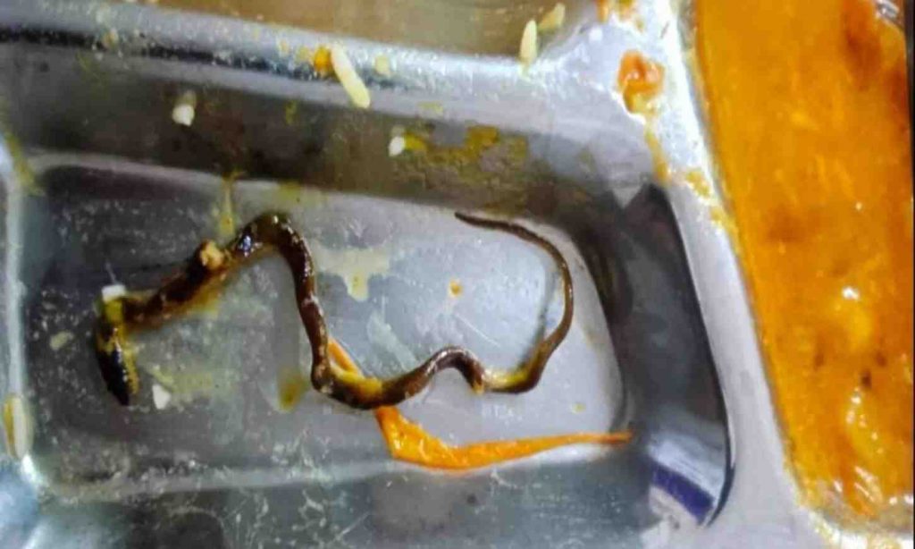 snake in food