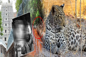 Leopard Attack : కోలుకున్న చిరుత దాడిలో గాయపడిన బాలుడు.. ఆస్పత్రి నుంచి డిశ్చార్జ్‌..