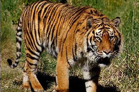 World Tigers Day: నేడు వరల్డ్‌ టైగర్స్‌ డే.. పెద్దపులుల సంరక్షణే లక్ష్యం..