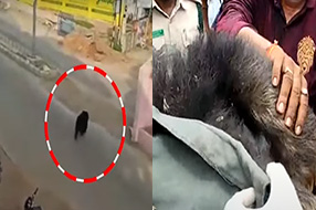 Bear in Karimnagar : చిక్కిన ఎలుగుబంటి.. ఊపిరి పీల్చుకున్న జనం..