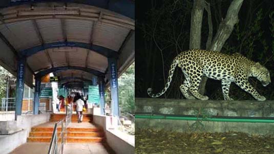 Chirutha caught in Tirumala : బోనులో చిక్కిన చిరుత.. నడకదారిలో ఆంక్షలు..