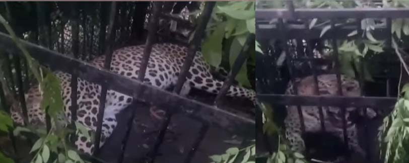 Another cheetah caught in tirumala