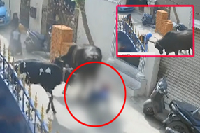 Chennai Cow Attack  : చిన్నారిని దారుణంగా కుమ్మేసిన ఆవులు.. వైరల్ వీడియో..