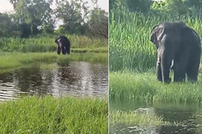 Elephant in Chittoor: ఆపరేషన్ గజ..  ఆ ఏనుగును బంధించేందుకు ప్రయత్నాలు..