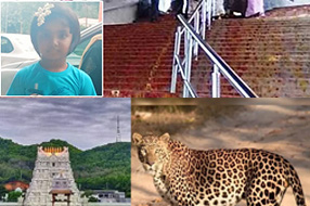 Tirumala tiger attack today: చిరుత దాడి.. చిన్నారి మృతి.. తిరుమలలో విషాదం..