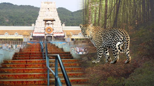 Tirumala Tiger News : నడకదారిలో చిరుతలేంటి? స్మగ్లర్ల పనేనా!?