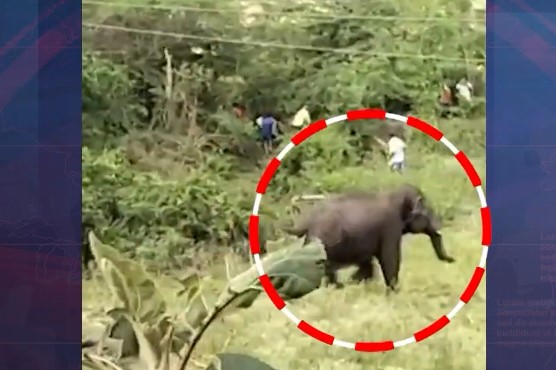 Chittoor Elephant attack: ముగ్గురిని చంపిన ఏనుగు.. ఆపరేషన్ గజ గజ..