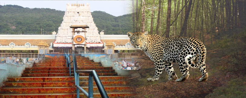 Tirumala News today