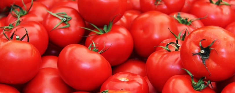 Chittoor Tomato 