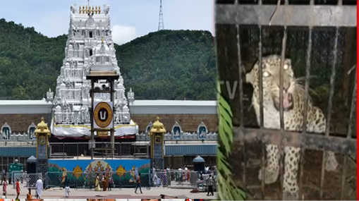 Tirumala Chirutha news : ఆపరేషన్ చిరుత.. అలిపిరి నడకదారిలో మరొకటి చిక్కింది..