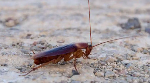 Cockroaches : బొద్దింకల బెడద ఎక్కువైందా..? ఈ టిప్స్ పాటించండి..