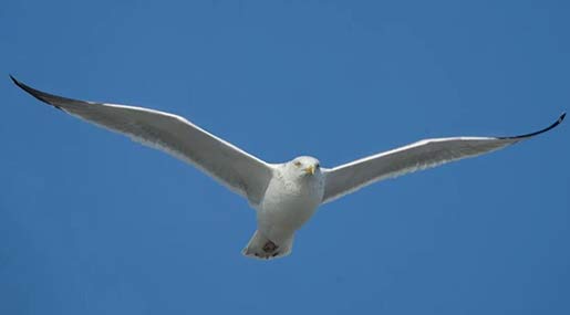 Seabird : తుఫానులో సీబర్డ్ 11 గంటల పయనం