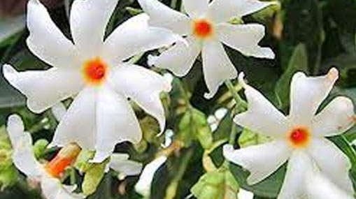 Parijata Flowers : పారిజాత పువ్వులతో పూజ చేయకూడదా..?  వాస్తవమేంటి?