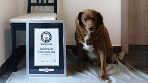 Guinness Record Dog : వయసుతో గిన్నిస్ రికార్డు.. ఆ శునకం ఇకలేదు..