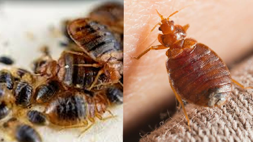 Bed Bugs : జాగిలాలతో నల్లులకు చెక్!