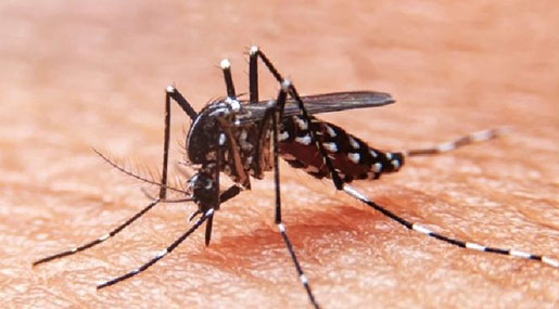 Bangladesh Dengue Fever : బాబోయ్ డెంగ్యూ.. బంగ్లాదేశ్‌లో 3 లక్షల కేసులు