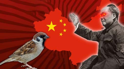 Sparrow War In China : పిచ్చుక పగ.. 4 కోట్లమంది బలి..!