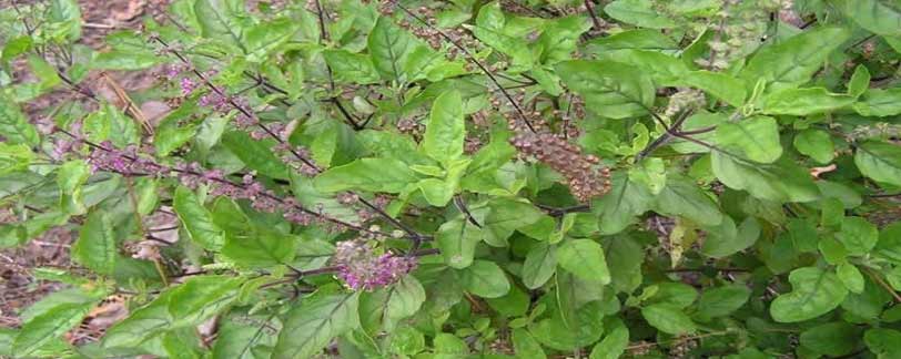 Basil Plant