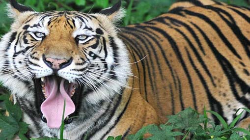 Dangerous Animals : భూమ్మీద అత్యంత ప్రమాదకర టాప్-10 జీవులు