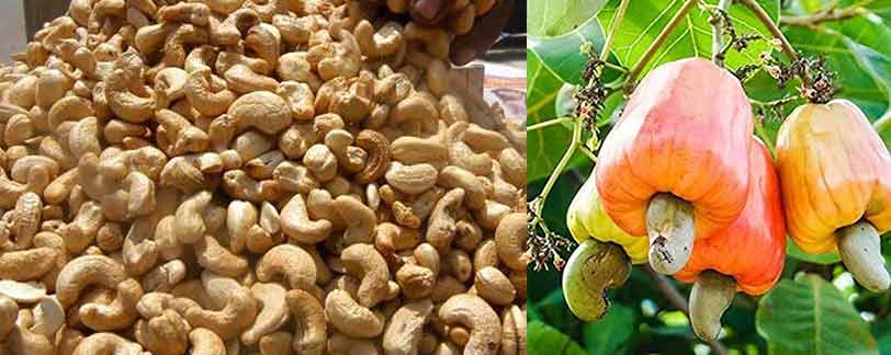 cashew benefits