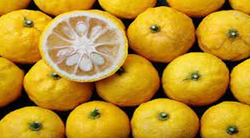 Yuzu Fruit : అందానికి యుజు ఫ్రూట్.. మరెన్నో బెనిఫిట్స్