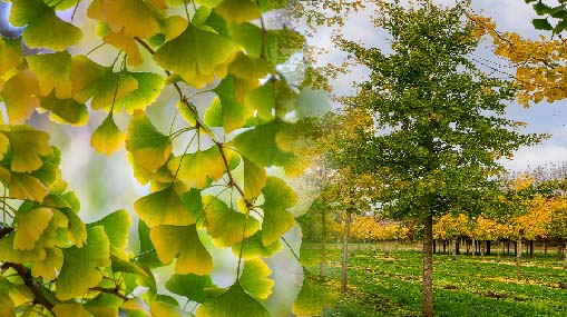 Ginkgo Biloba Tree : ఒక్కరోజులో ఆకులన్నీ రాల్చే చెట్టు