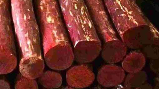 Red Sandalwood : ఎర్రచందనం రైతులకు గుడ్ న్యూస్.. సాగుకు కేంద్రం గ్రీన్ సిగ్నల్..