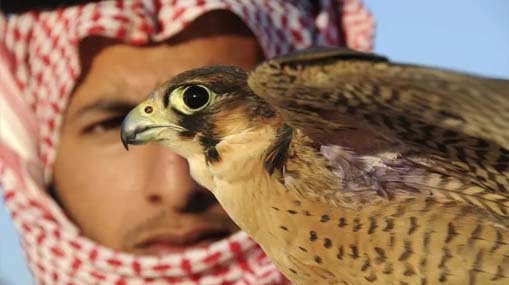 Saudi Falcon Flight | సౌదీ రాజకుమారుడి సరదా.. 80 గద్దల కోసం ఏకంగా విమాన టికెట్లు..