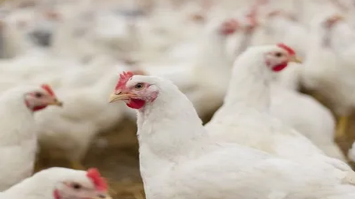 Chicken Price: కొండెక్కిన కోడి.. నాన్ వెజ్ తినేదెలా ?