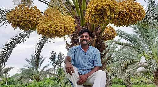 professor : ఖర్జూరం.. ఎకరానికి రూ.6 లక్షల లాభం