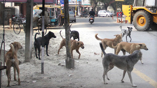 Street Dogs: దిల్‌సుఖ్‌నగర్‌లో వీధికుక్కల వీరంగం.. బాలుడికి తీవ్రగాయాలు