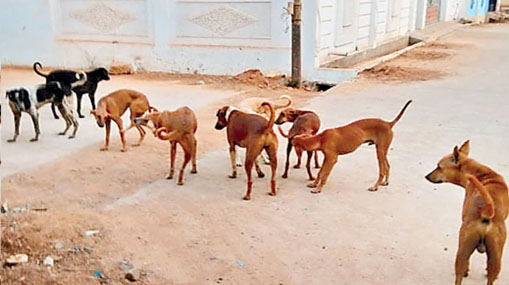 Dogs attack : వీధికుక్కల దాడి.. 5 నెలల బాలుడు మృతి..