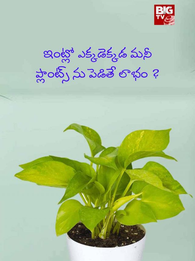 benefits money plant in house