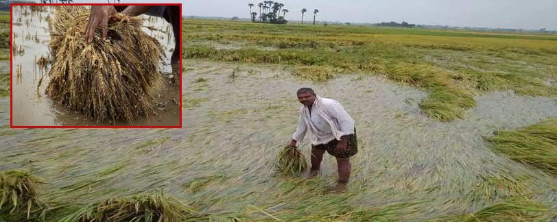 Michaung cyclone news telugu