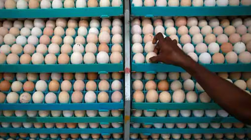 Egg Price: కొండెక్కిన కోడిగుడ్డు.. సెంచరీకి చేరువలో డజన్..