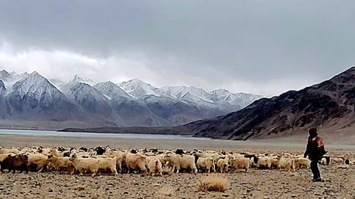 Ladakh Shepherds : చైనా సైన్యాన్ని వెనక్కి పంపిన గొర్రెల కాపరులు.. LAC వద్ద ఘటన