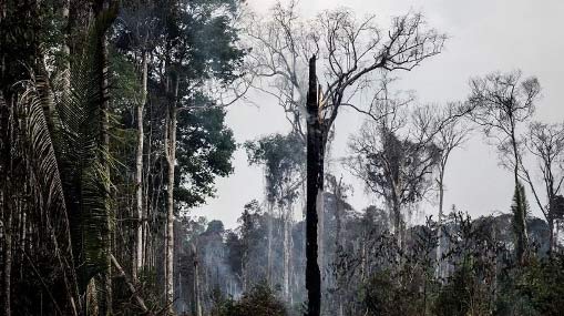 Brazil Deforestation : బ్రెజిల్‌లో 50% తగ్గిన అటవీ క్షీణత..!