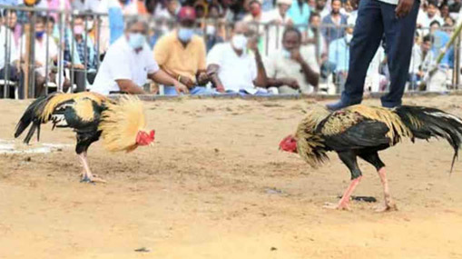 Sankranti Celebrations : సంక్రాంతి వచ్చిందే తుమ్మెద.. పందేలు తెచ్చిందే తుమ్మెద