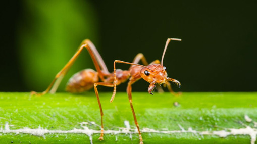 Red ant Chutney : ఎర్ర చీమల చట్నీ.. రోట్లో రుబ్బి తింటుంటే..!