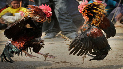 Cock Fight : పేకాట..గుండాట.. బెట్టింగులు.. కోడి పందేలు..