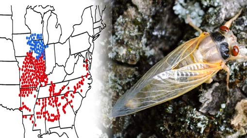 Cicadas : అమెరికాని ముంచెత్తనున్న లక్ష కోట్ల కీటకాలు..!