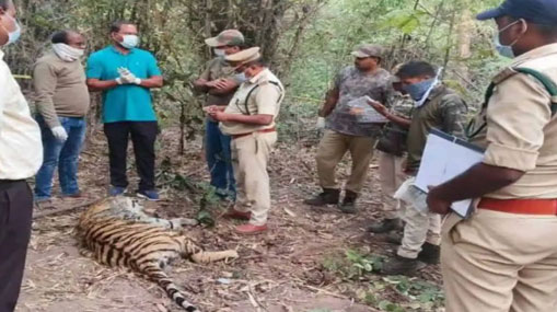 Tigers Death Mystery: వీడుతున్న పులుల మృతి మిస్టరీ.. కళేబరంపై పురుగుల మందు?