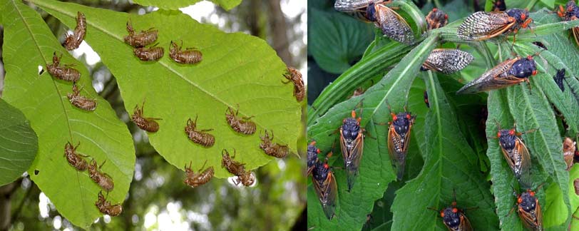 Cicadas
