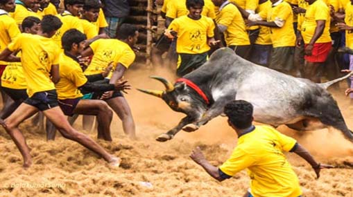 Jallikattu : తమిళనాడులో అట్టహాసంగా జల్లికట్టు పోటీలు ప్రారంభం.. భారీగా పాల్గొన్న యువకులు..!