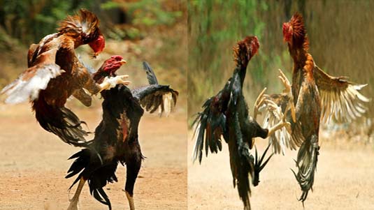 Sankranti : పందెంకోడితో పండగ సందడి..!