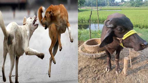 Street Dogs Attack on Buffalo : దడ పుట్టిస్తున్న వీధి కుక్కలు.. గేదెపై మూకుమ్మడి దాడి..