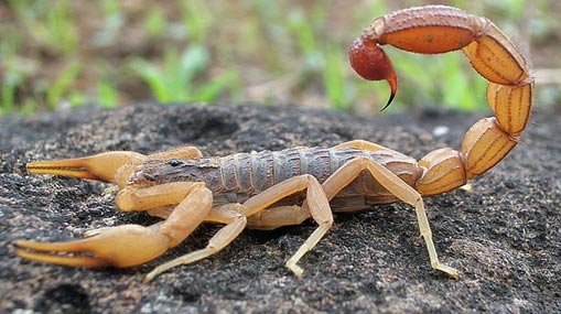 Scorpion Venom : లీటర్ తేలు విషం జస్ట్ రూ. 82 కోట్లే.. అంత డిమాండ్ ఎందుకంటే..!