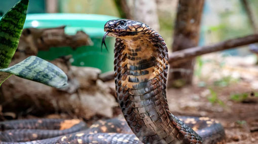 Snake bite: పాములు కాటేసే ముందు ఏం చేస్తాయో తెలుసా..?