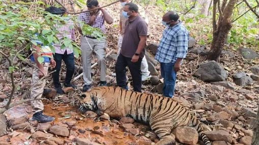 Tigers Death Case : పులుల మృతి కేసు.. విషప్రయోగమే కారణం.. నిర్థారించిన పోలీసులు